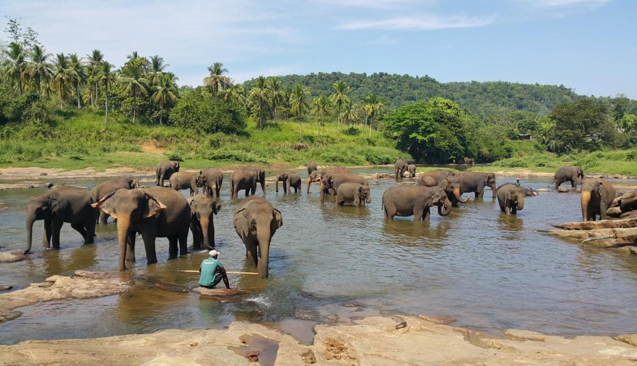 Hotel Elephant Park - New Deal! Half Off Airport Pickups Available Pinnawala  Exterior foto